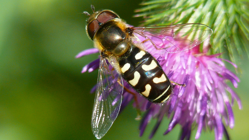 Dramatisches Insektensterben - mehr zum Thema ...