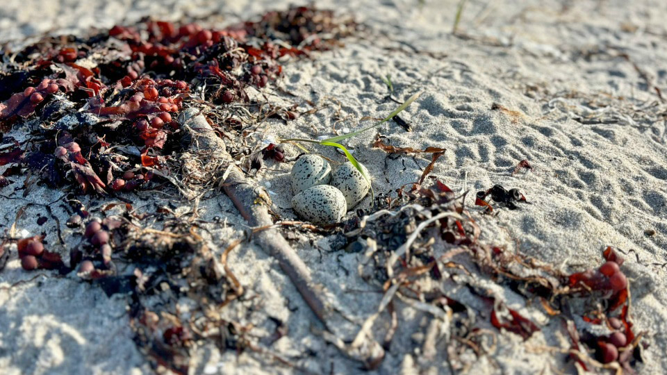 mehr zu Artenhilfsprogramm Strandbrüter ...