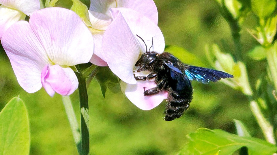 Foto Blauer Holzbiene
