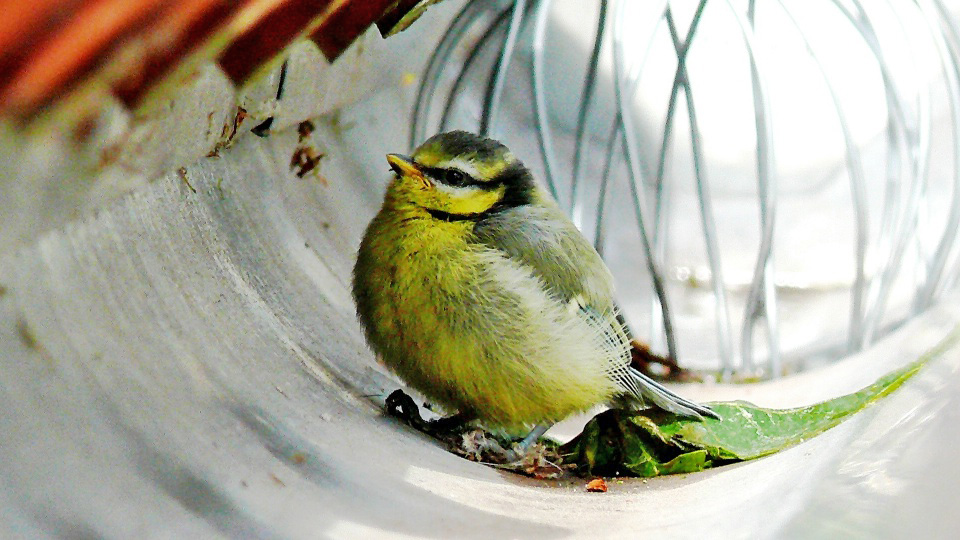 Hilfe bei Wildvögel in Not ...