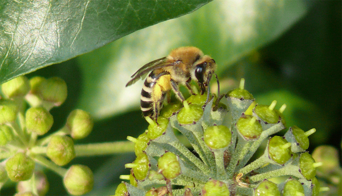 Pollenbeladenes Weibchen der Efeu-Seidenbiene