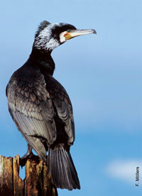 Projektbericht Der Kormoran - Vogel des Jahres 2010